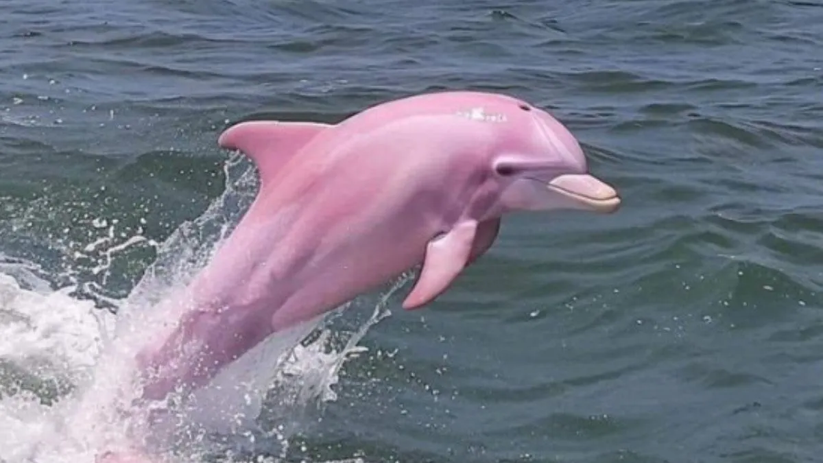 is-it-real-netizens-amused-after-images-of-rare-pink-dolphin-goes-viral-watch